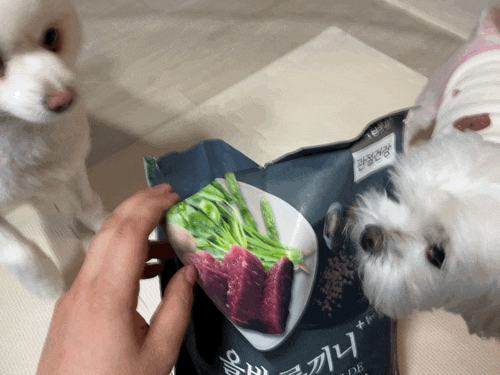 [입맛 까다로운 댕댕이 집사편] 강아지가사료를안먹어요!