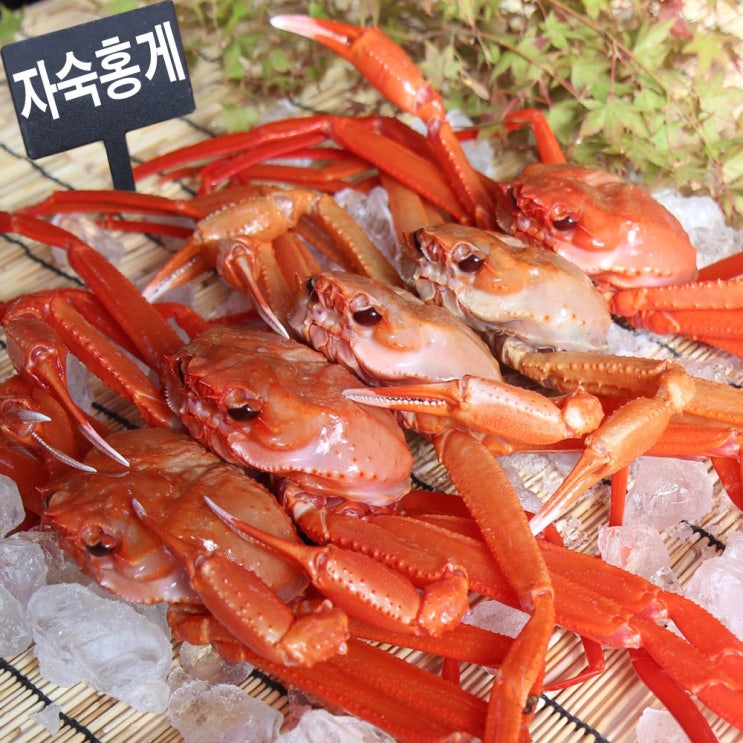리뷰가 좋은 후포리 붉은홍게 일반형 생물3kg (7-11미)킹크랩 대게 주문진 연지홍게, 홍게자숙 일반형 3kg 추천해요 리뷰가 좋은 후포리 붉은홍게 일반형 생물3kg (7-11미)킹크랩 대게 주문진 연지홍게, 홍게자숙 일반형 3kg 추천해요