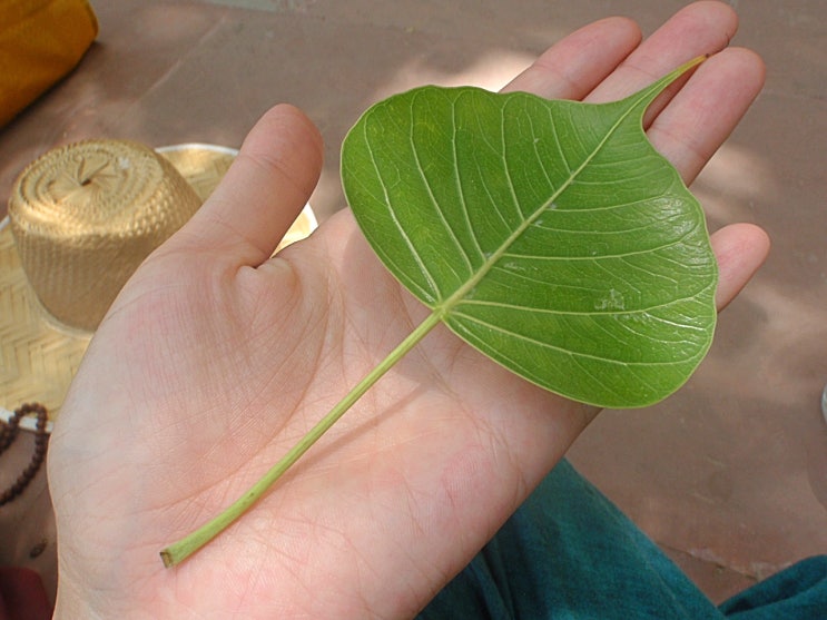  India - Bodh Gaya - 불교 신자는 아니지만 성지 순례