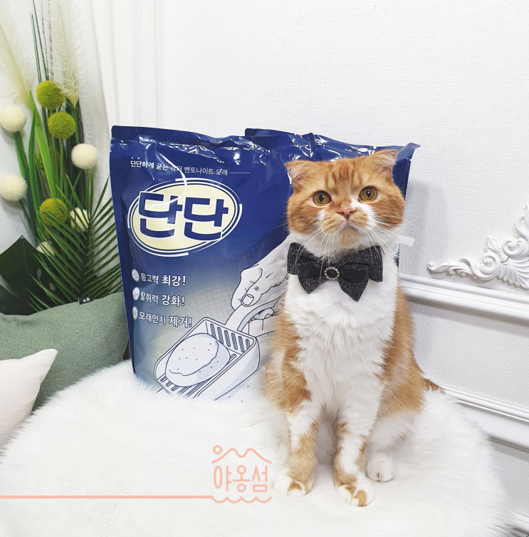  고양이 벤토나이트모래 추천 가성비 좋은데 응고력까지 좋은 단단