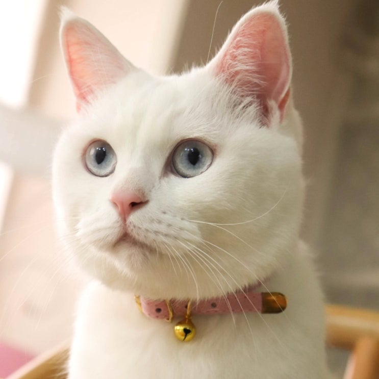 선택고민 해결 멍멍군나비양 고양이 프린세스 방울 목걸이, 핑크 좋아요