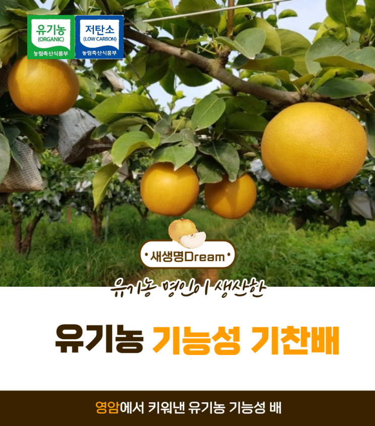  껍질 채 먹는 유기농 배 판매 합니다~! (못난이배, 배즙용 판매)