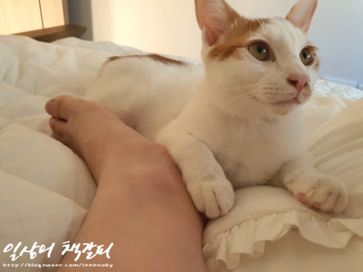  <2인2묘 라이프> 2021. 10. 28. 사실 사람이었던거임..