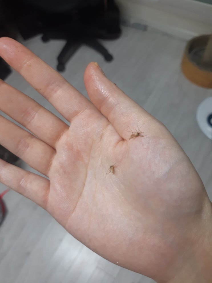  "두마리 토끼를 잡는다" 토끼 대신 가을모기 일타쌍피 했어요