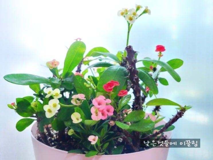  사계절 꽃이피는 꽃기린. 꽃이 안피는이유, 월동은?