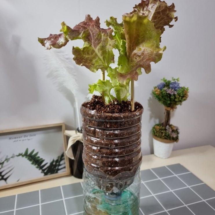  집에서 유기농 상추 키우기