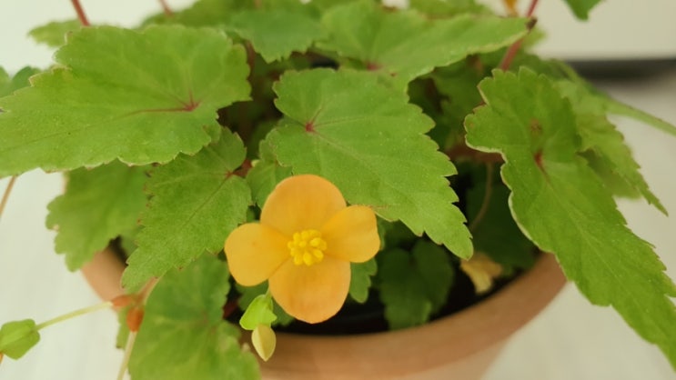  홈가드닝 방에서 키우는 식물 오렌지샤워베고니아 물주기 How to Water Sutherland Begonia