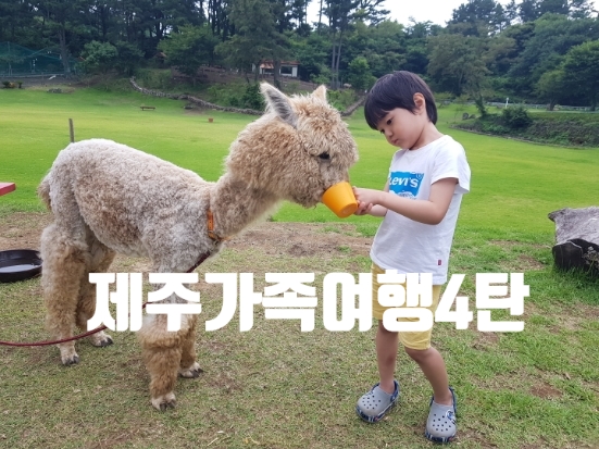 제주여행3탄 제주김녕미로공원 미로찾기하다가포기한이유