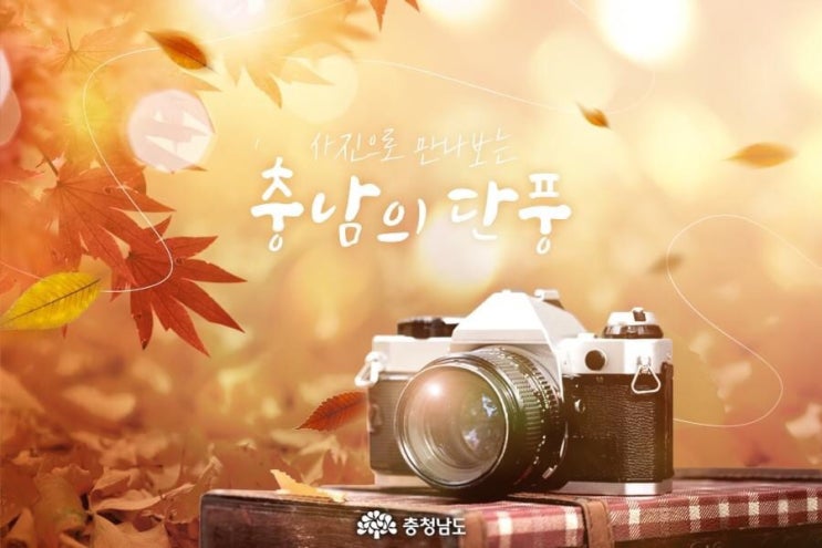 충남 가볼만한곳 사진으로 만나보는 충남의 단풍 | 충남도청페이스북