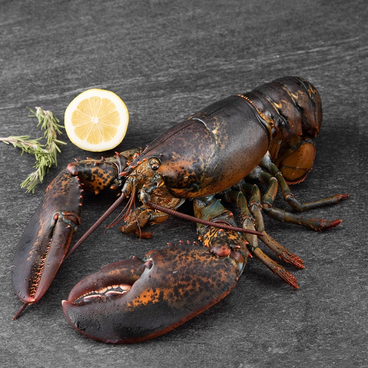 많이 팔린 캐나다산 활랍스터, 900g, 1개 추천합니다 많이 팔린 캐나다산 활랍스터, 900g, 1개 추천합니다