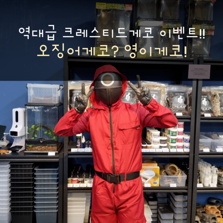  할로윈데이 맞이 역대급 이벤트 영이게코!