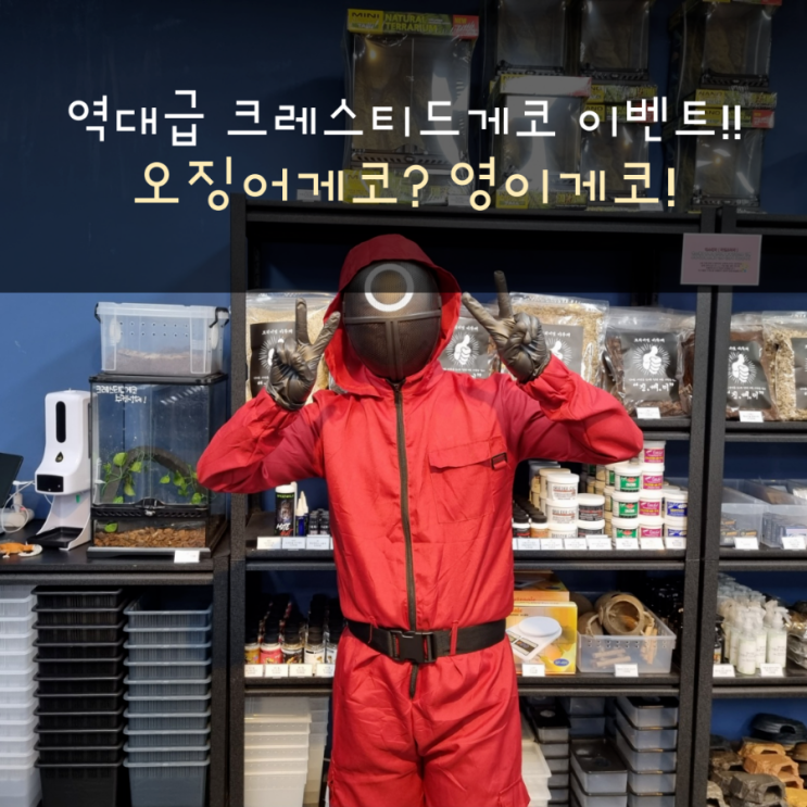 할로윈데이 맞이 역대급 이벤트 영이게코!