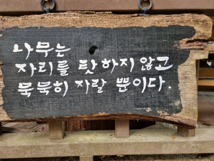  나무는 자리를 탓하지않는다