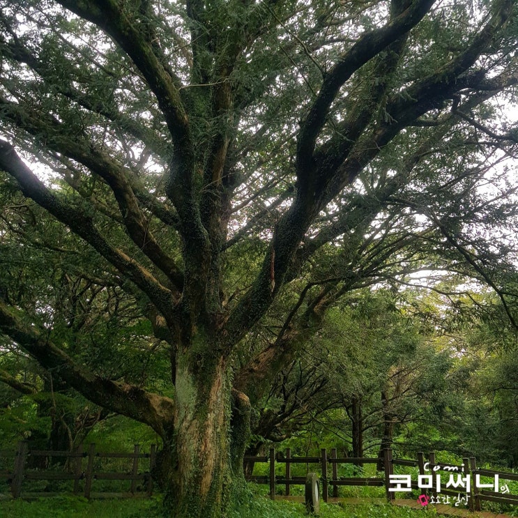 [제주도 비자림] 평대리 천년의 비자나무숲 (새 천년 비자나무, 사랑나무) 천연기념물 비자림 입장료 및 소요시간 : 제주여행 2일차 코스