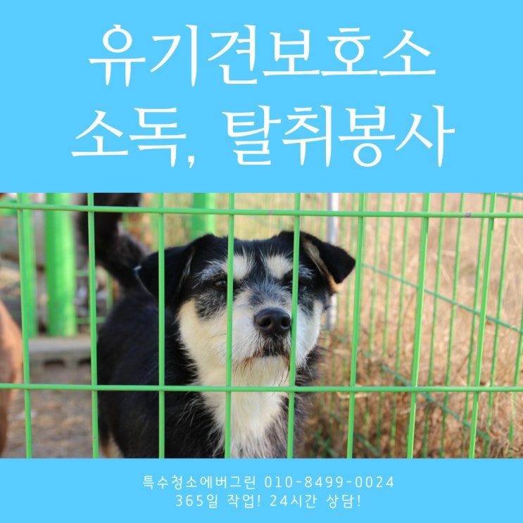 경기도 유기견보호센터 - 소독, 탈취 봉사활동