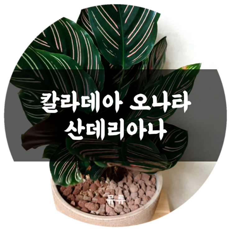  기도하는 식물, 칼라데아 오나타 산데리아나 (ft.반려동물과 키우기 좋은 무독성 식물)