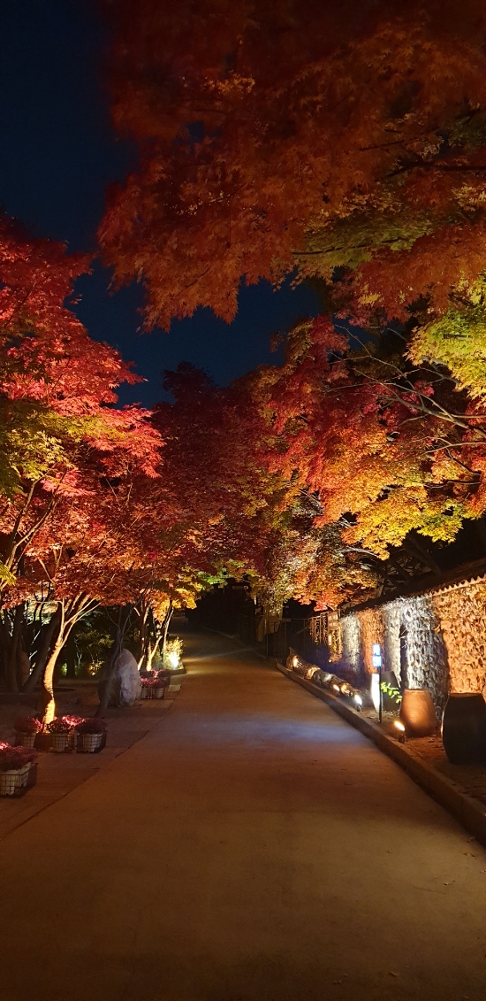  가을 단풍 명소 곤지암 화담숲 단풍놀이 갔다왔어요 (현재단풍상황)