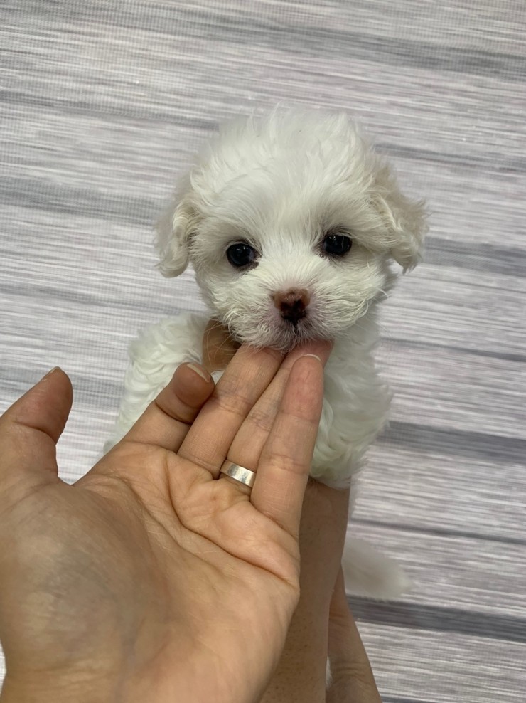  남양주시강아지분양 잘 알아보세요