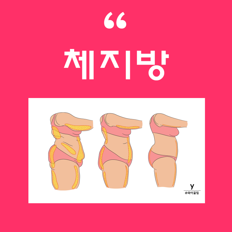 체지방 줄이는법 정상 남자 여자 체지방률 체지방 감량 방법 : 네이버 블로그 체지방 줄이는법 정상 남자 여자 체지방률 체지방 감량 방법 : 네이버 블로그