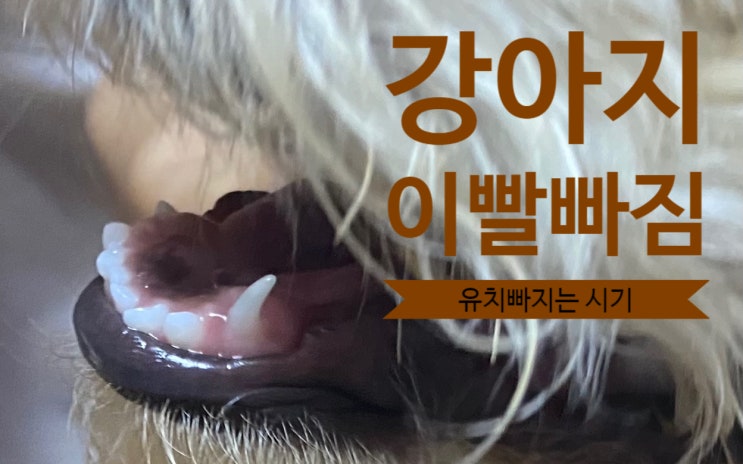  6개월 강아지 이빨 빠짐, 유치빠지는 시기(유치사진O, 병원다녀온후기)