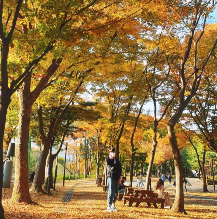 가을 단풍 서울대공원 동물원 데이트 추천