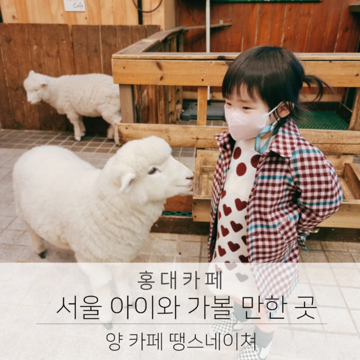  홍대 양 카페 서울 아이와 함께 가볼 만한 곳 추천 땡스네이쳐카페