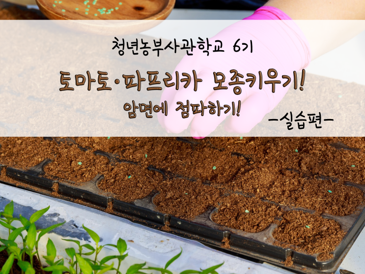  토마토·파프리카 모종 키우기!암면에 점파하기!_211029