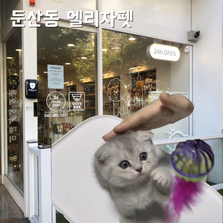  대전애견용품 엘리자펫 : 둔산동 펫샵/ 인히어런트/ 오라클