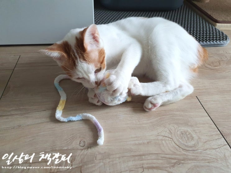  <2인2묘 라이프> 2021. 10. 30.~31. 파괴왕 밤비