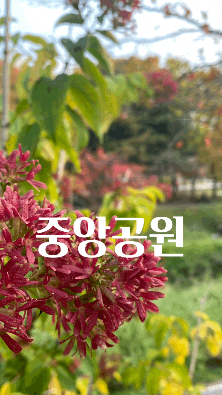  분당 중앙에 있어서 중앙공원? 단풍으로  붉게 물든  중앙공원을 찾아서 ~