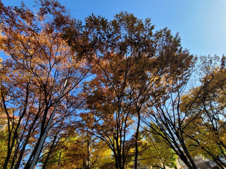  김동규님의 10월의 어느 멋진 날에..가 갑자기 듣고싶다