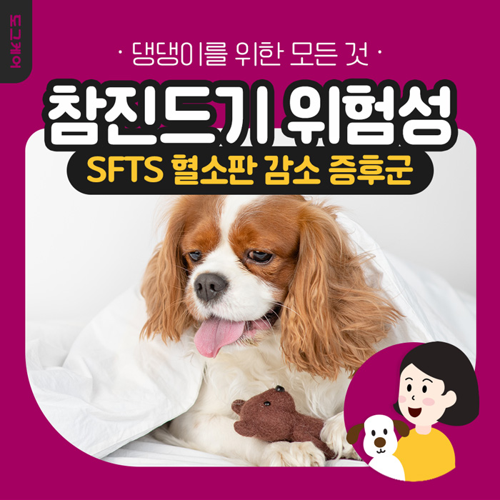 도그케어 참진드기 위험성 / SFTS / 혈소판 감소 증후군