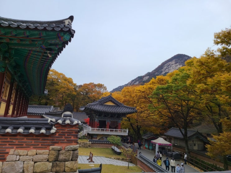 세종대전근거리 단풍구경하러 계룡산 대전동학사 남매탑 산행하며 예쁜단풍잎 밟고 가을구경했어요^^