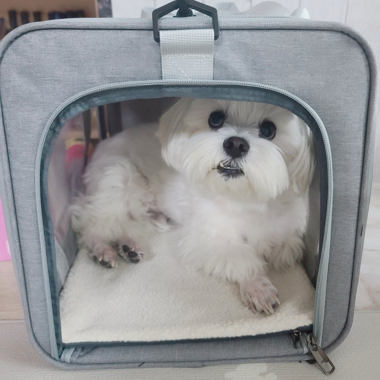  개편한이동장 냥편한이동장 소유라이프 반려동물 이동장 강아지이동가방 고양이이동가방 강아지이동장 고양이이동장