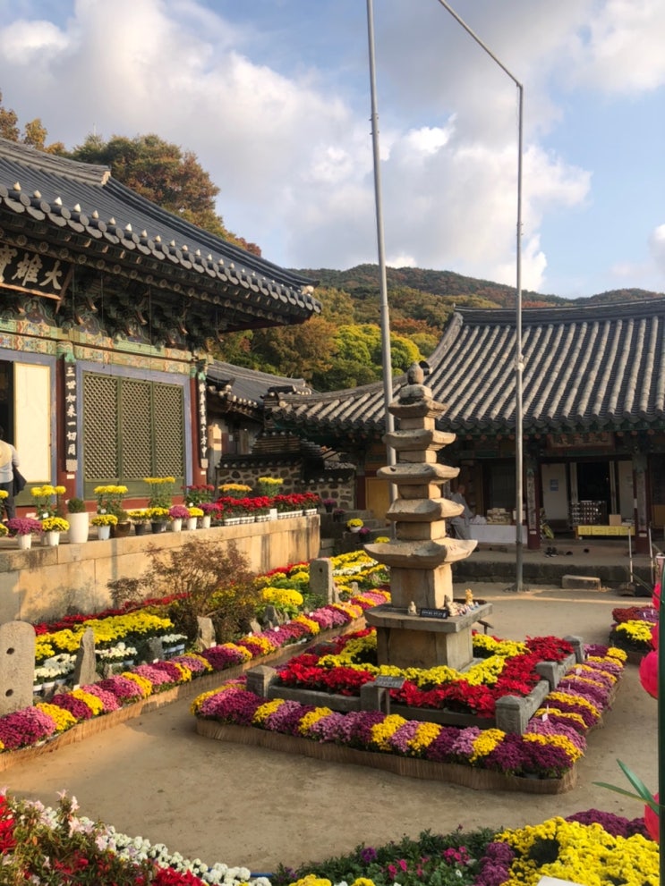  서산 개심사 예쁜 단풍과 국화축제를 한번에 볼 수 있는 곳