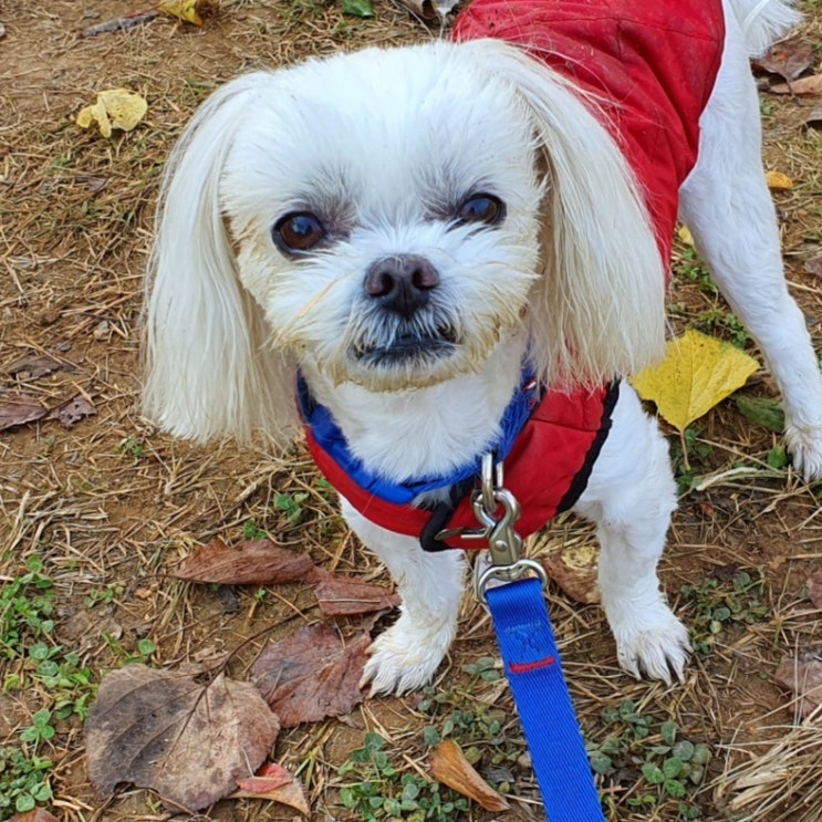  10/31 구찌와눈누일상 (수염 생긴 남자개!)