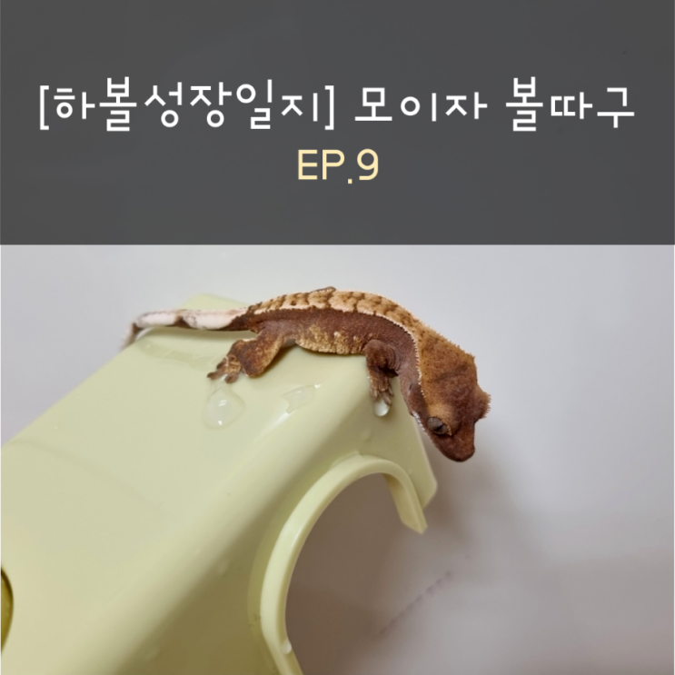  [하볼성장일지] 모이자 볼따구 EP.9