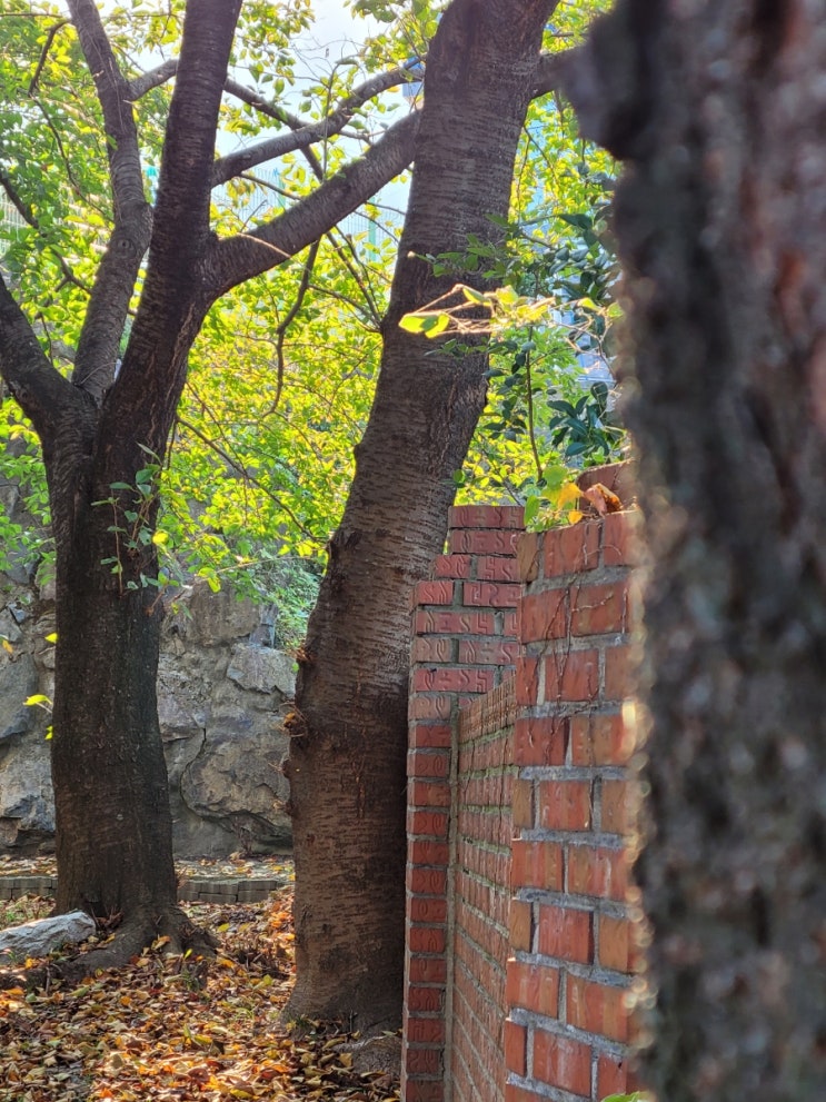  The End of October, Garden(10월,11월에 피는 꽃, 가을의정원)