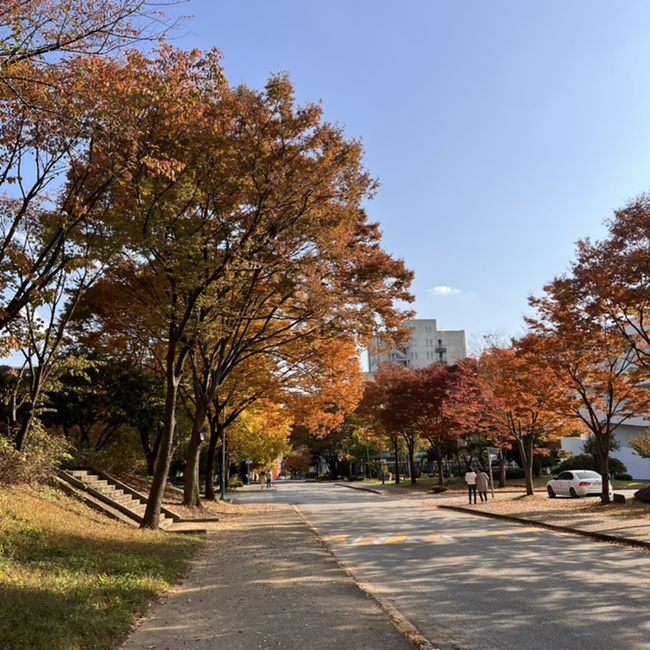  300번째 포스팅 : 아름다운 전남대학교 가을 풍경, 용지 백도 봉지 광주도 단풍이 절정