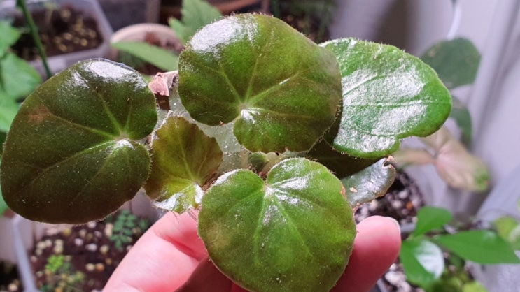  홈가드닝 방에서 키우는 식물 소고기스테이크를 닮은 연잎베고니아 키우기 How to Grow Begonia Erythrophylla (from 생명나무농장 카페)