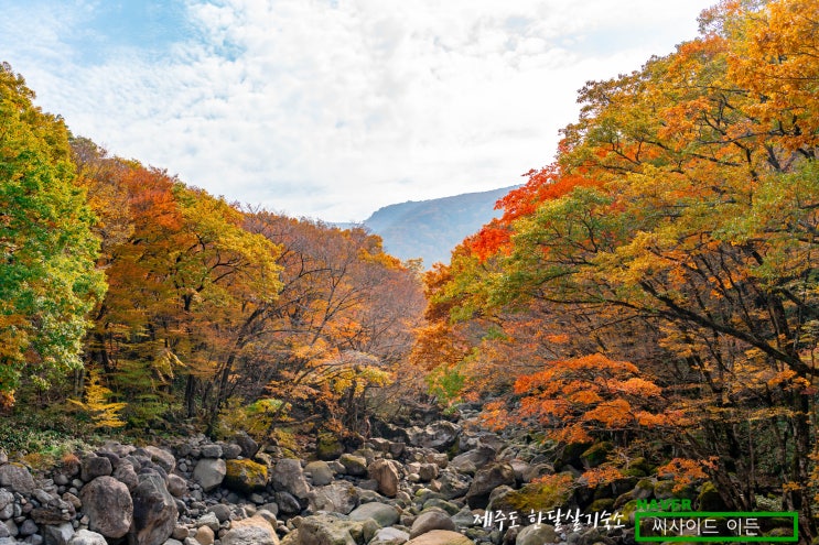  한라산 어리목 단풍절정(2021.11.1)[제주도 한달살기 숙소 SE]