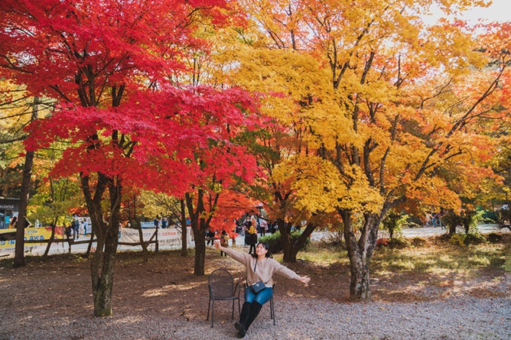  청주 단풍놀이 단풍명소 속리산 국립공원 법주사 나들이 경희식당