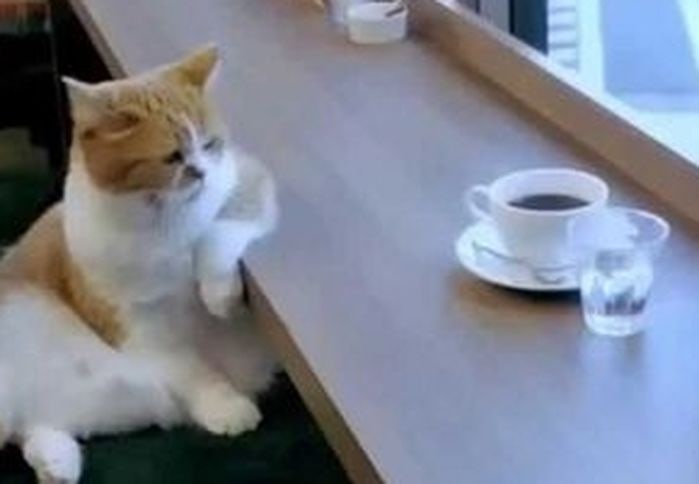 아무 생각 없는 짤 / 무념무상 / 해탈 / 멍때리는 짤 : 네이버 블로그