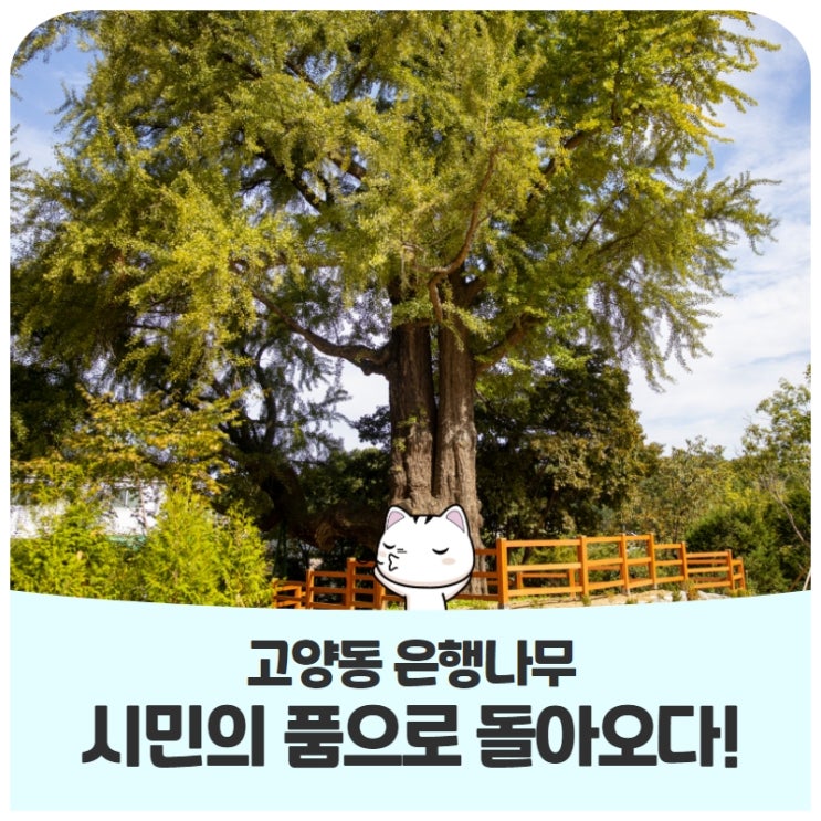 고양동 은행나무, 시민의 품으로 돌아오다! 고양동 은행나무, 시민의 품으로 돌아오다!