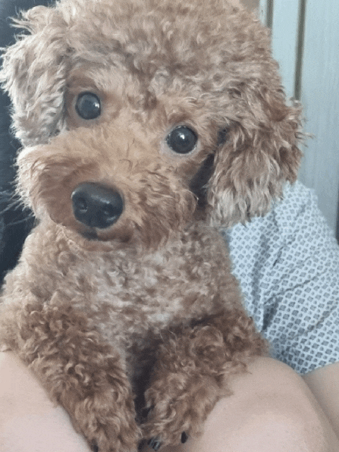  강아지 발등에 생긴 혹제거하는 수술과 회복
