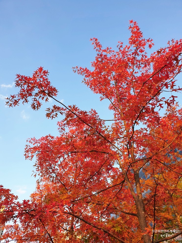 (짧은 포토 에세이) 11월의 첫날은 가을의 풍경으로 시작해야 제맛!