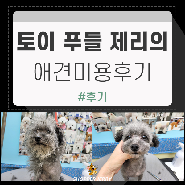  토이푸들 제리의 미용이야기 내돈내산