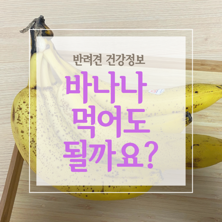  바나나, 강아지가 먹어도 되는 과일일까요?