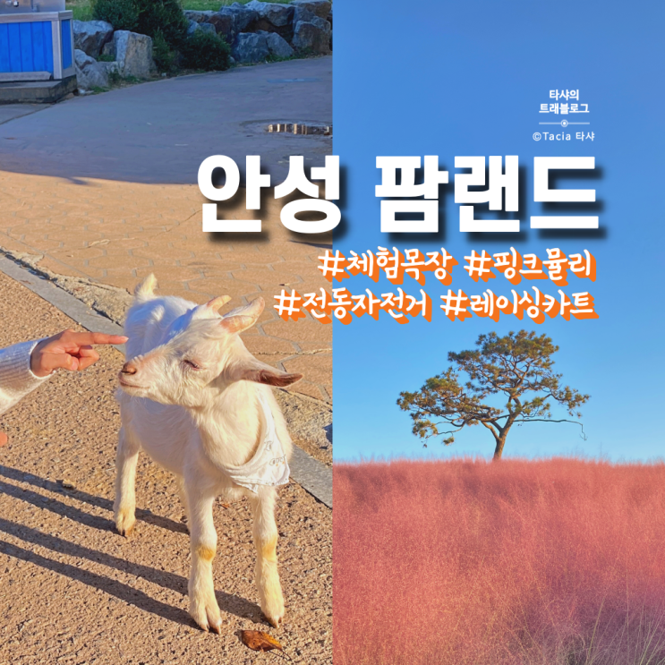  안성 팜랜드 - 핑크뮬리, 체험목장, 카트 +할인, 놀거리 총정리!