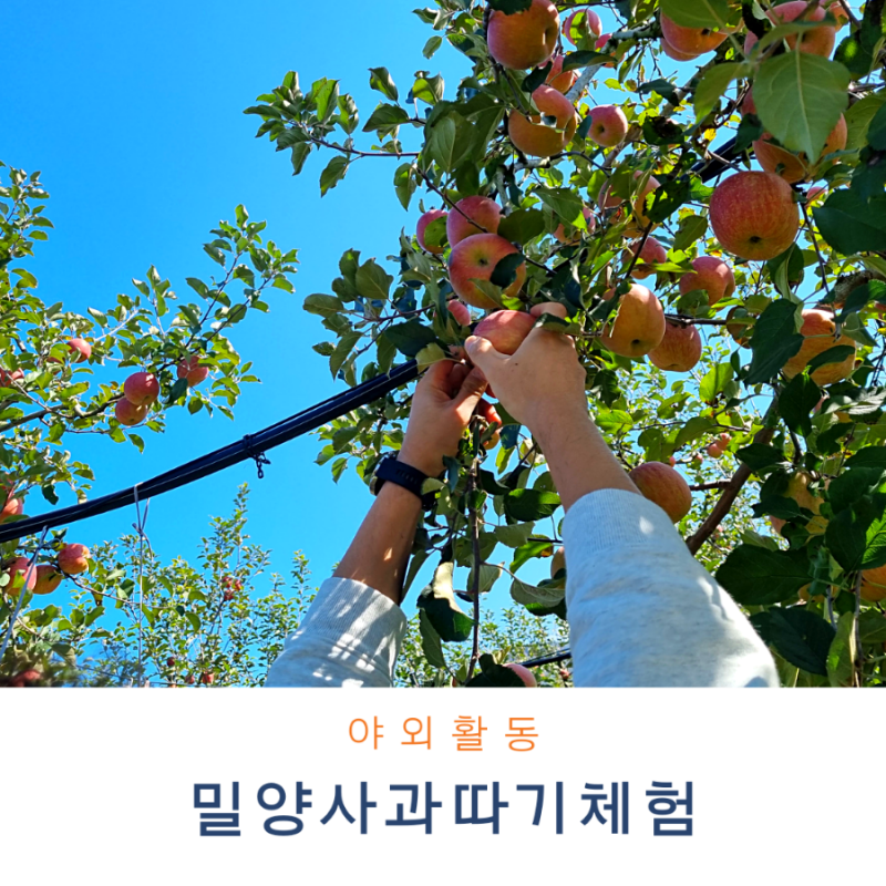 밀양 얼음골 사과따기 체험 / 예약방법에서 준비물, 체험방법까지 알아보아요~